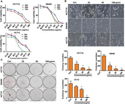 Proteome Analysis of Camellia nitidissima Chi Revealed Its Role in Colon Cancer Through the Apoptosis and Ferroptosis Pathway